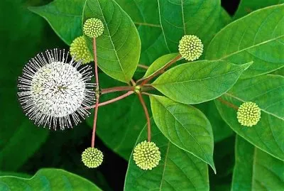 flores jigsaw puzzle