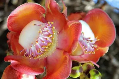 flores jigsaw puzzle