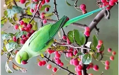 natural jigsaw puzzle