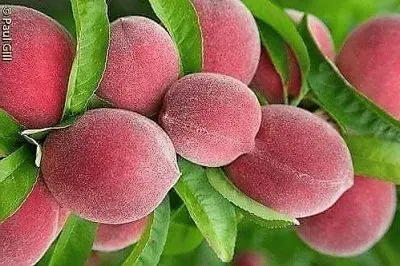 פאזל של frutas