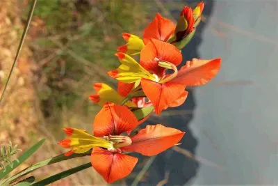 flores jigsaw puzzle