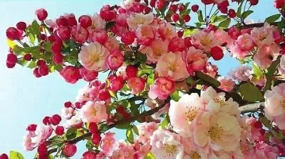 flores jigsaw puzzle