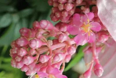 flores