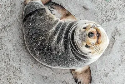 natural jigsaw puzzle