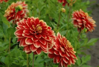 Dahlias jigsaw puzzle