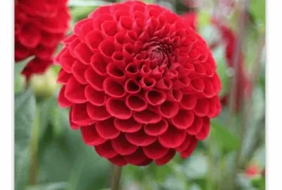 Dahlia jigsaw puzzle