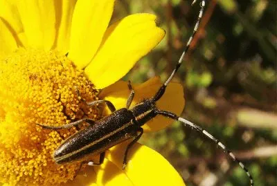 Agapanthia suturalis