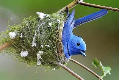 natural jigsaw puzzle