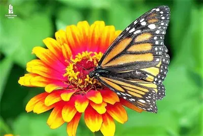 natural jigsaw puzzle