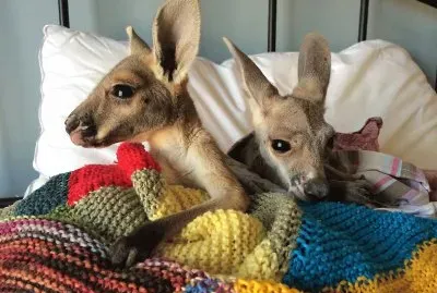 interessante jigsaw puzzle