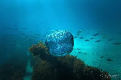 natural jigsaw puzzle