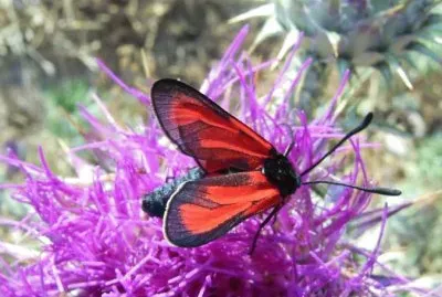 zygaena purpuralis