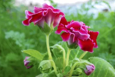 Gloxinia jigsaw puzzle