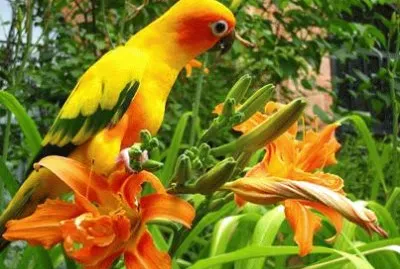 natural jigsaw puzzle