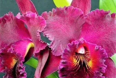 flores jigsaw puzzle