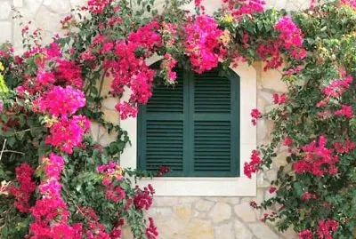 flores jigsaw puzzle