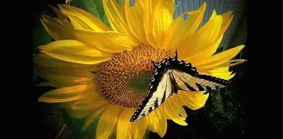 flores jigsaw puzzle