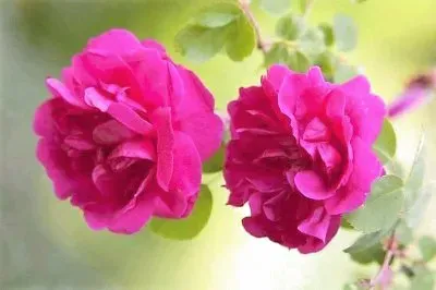 flores jigsaw puzzle