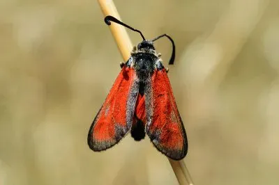 Zigaena punctum