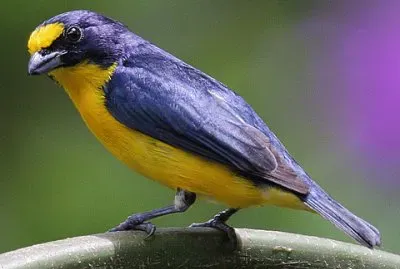 Eufonia golagialla