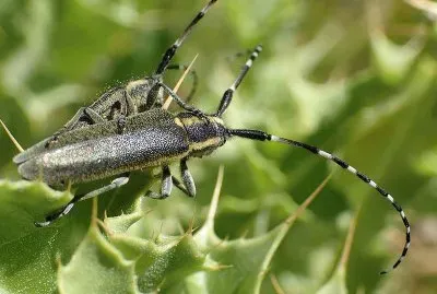 Agapantyia cinarae