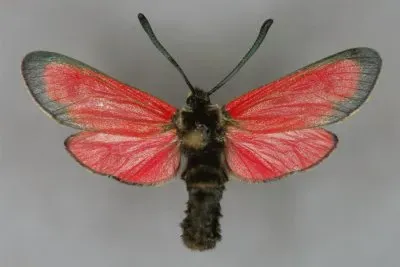 Zygaena rubicundus