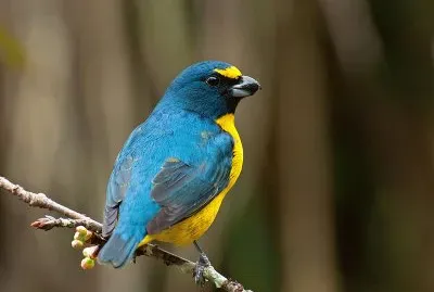 Eufonia golaverde
