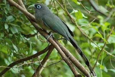 Malkoha blue faled