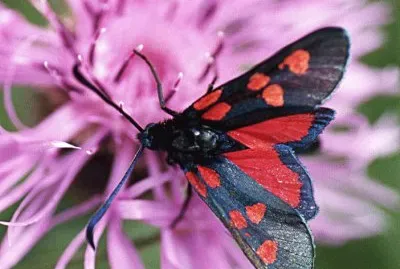 Zygaena trifolii