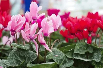Cyclamen jigsaw puzzle