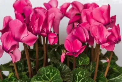 Cyclamen jigsaw puzzle