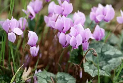 Cyclamen jigsaw puzzle