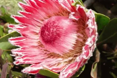 flower jigsaw puzzle