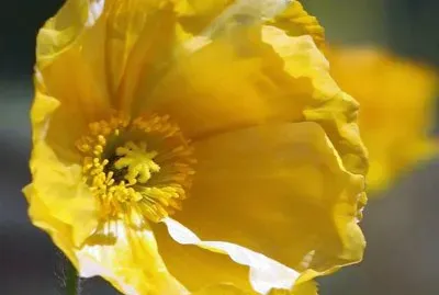 flores jigsaw puzzle