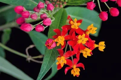 flores jigsaw puzzle