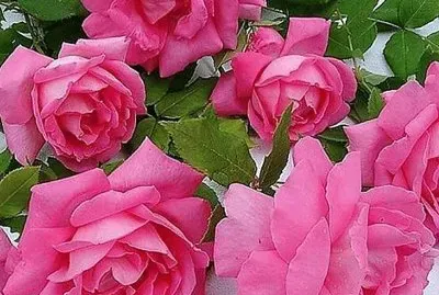 flores jigsaw puzzle