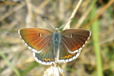 Aricia morronensis