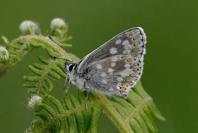 Aricia artaxerxes