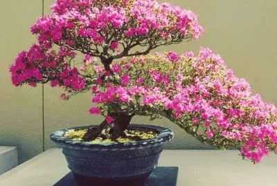 Bonsai jigsaw puzzle