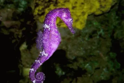 Bonito jigsaw puzzle