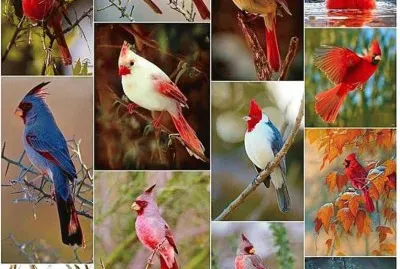 Cardinals