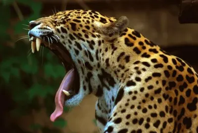 פאזל של JAGUAR
