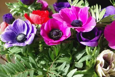 AnÃ©mone du Japon jigsaw puzzle