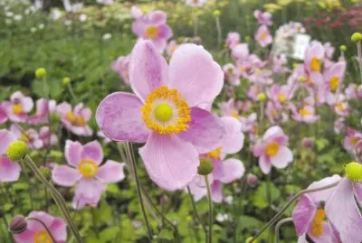 AnÃ©mone du Japon jigsaw puzzle