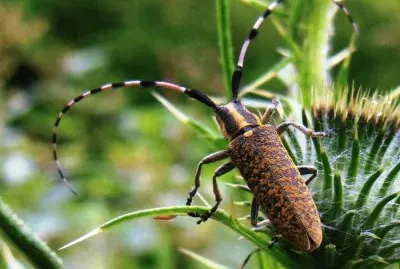 Agapanthia sicula malmerendii jigsaw puzzle
