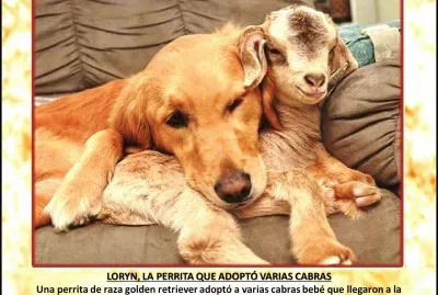 LORYN, LA PERRITA QUE ADOPTÃ“ VARIAS CABRAS