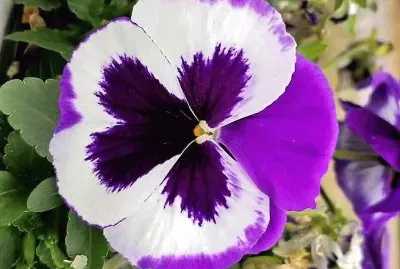 flores