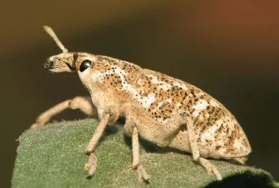 Cyphocueonus achates