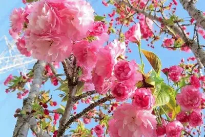 flores jigsaw puzzle