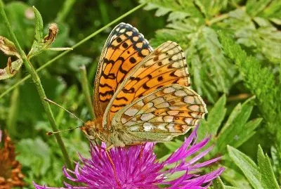 Argynnis niobe jigsaw puzzle